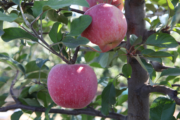 北京御馨园可采摘的苹果